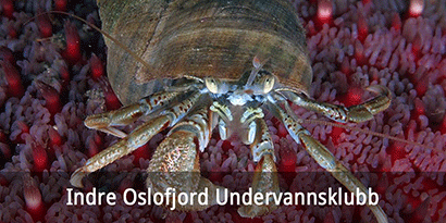 Indre Oslofjord Undervannsklubb