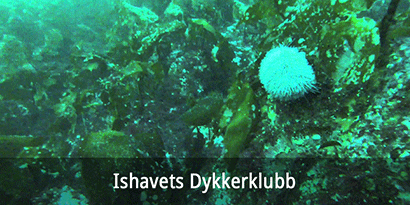 Ishavets Dykkerklubb