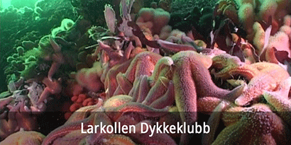 Larkollen Dykkeklubb