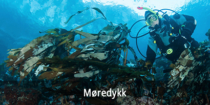 Møredykk – Ørsta og Volda Sportsdykkerklubb