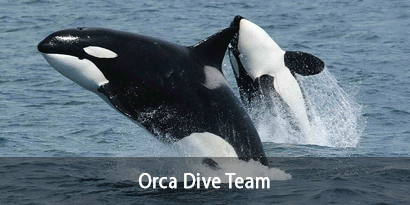 Orca Dive Team