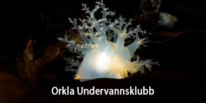 Orkla Undervannsklubb