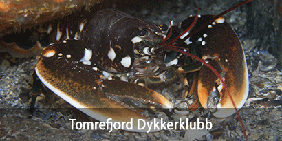 Tomrefjord Dykkerklubb