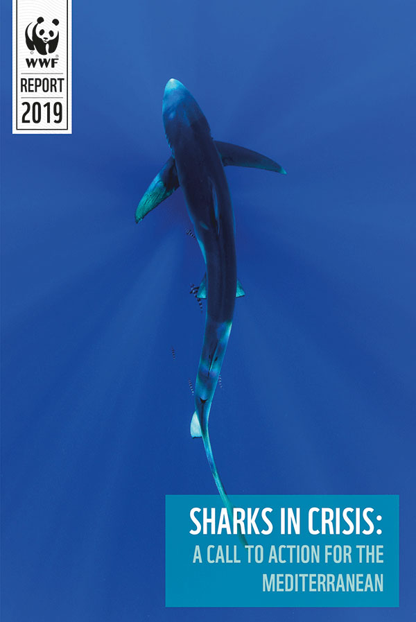 Sharks in crisis