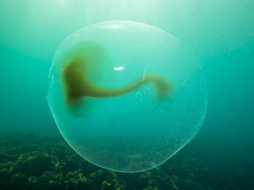 Mysteriet om geléballene løst!