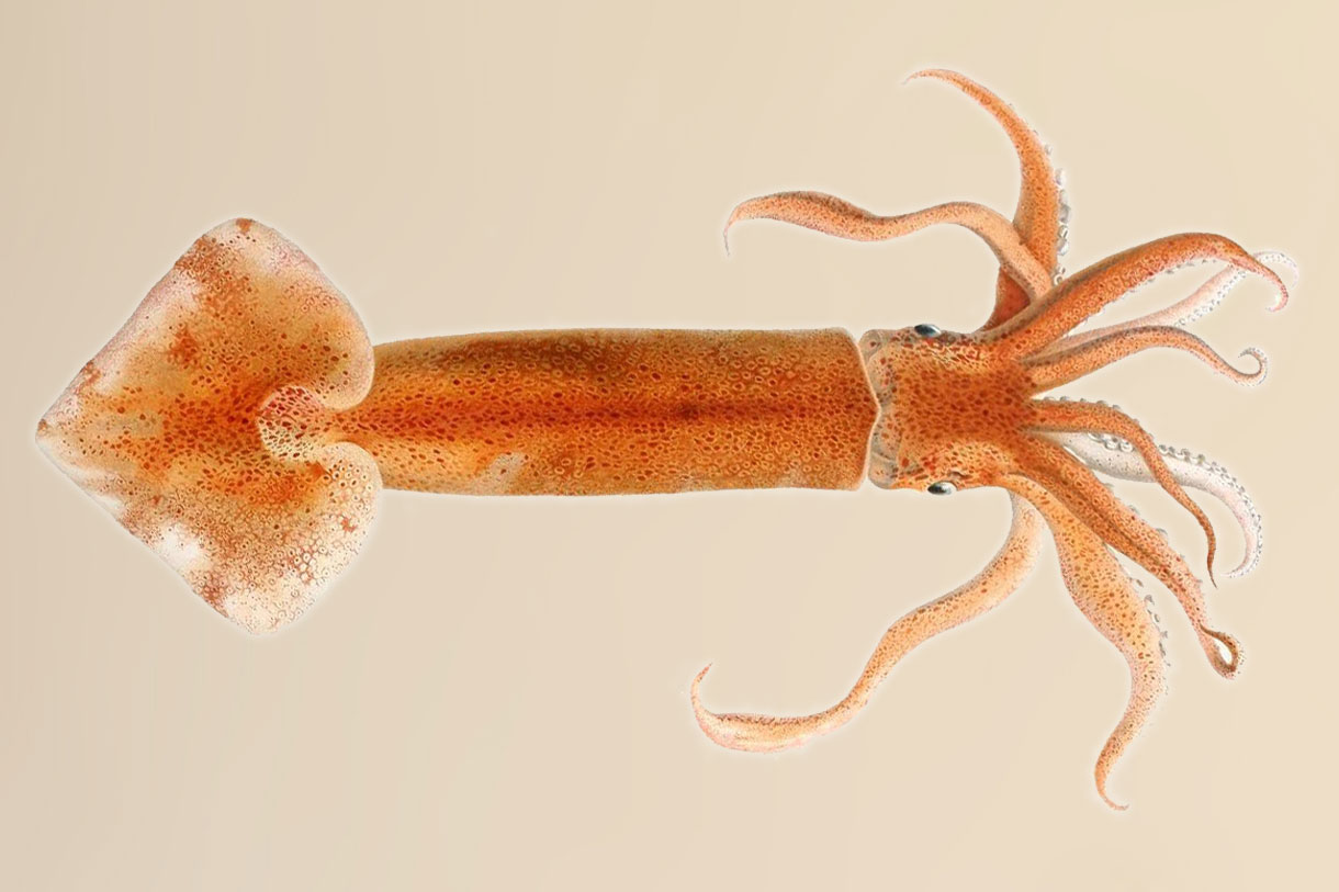 Illex coindetii