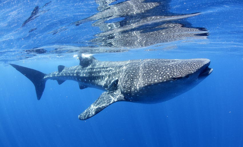 Dokumentar: Galapagos, hvalhaiens rike
