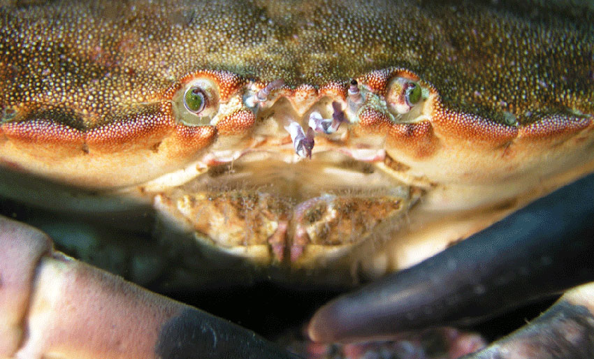 Derfor er krabben best om høsten