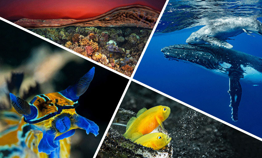 Se vinnerbildene i DEEP Indonesia 2020