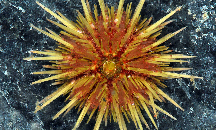 Siste frist for bilder til NM i UV-foto