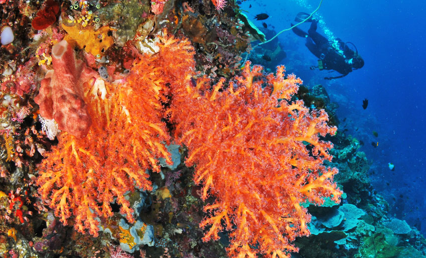 Nord-Sulawesi – et dykkeparadis