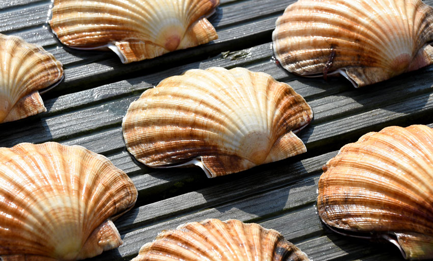 Algegift i kamskjell utenfor Bergen