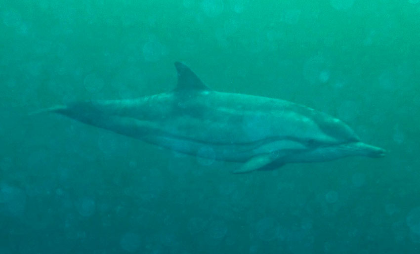 Dykket med stripedelfin i Sognefjorden