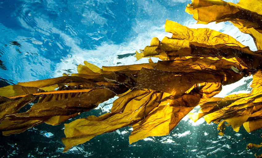 Saltstraumen får forvaltningsplan