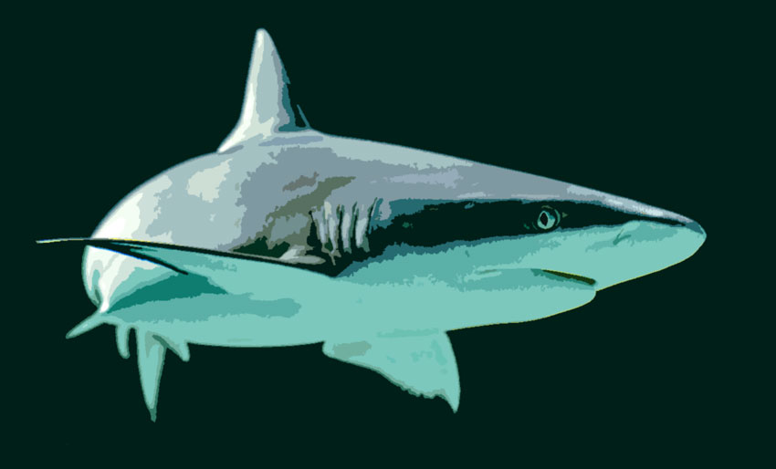 Visste du at haier også får kreft?