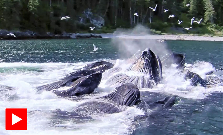 BBC Earth: De 5 beste hvalscenene