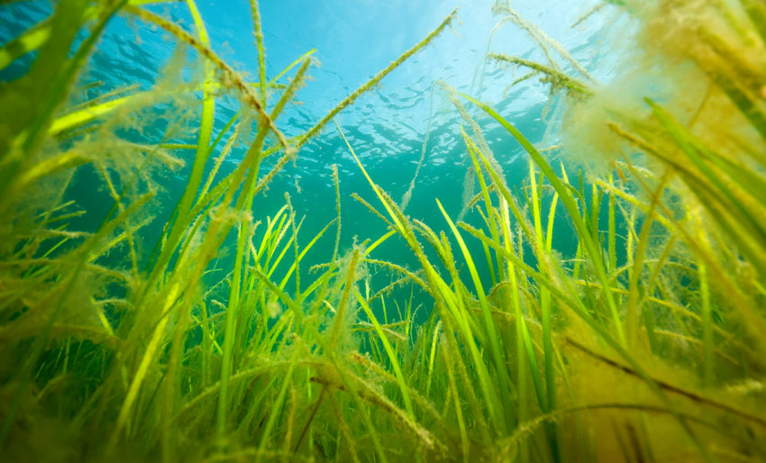 Vil ta bedre vare på ålegress og korallrev