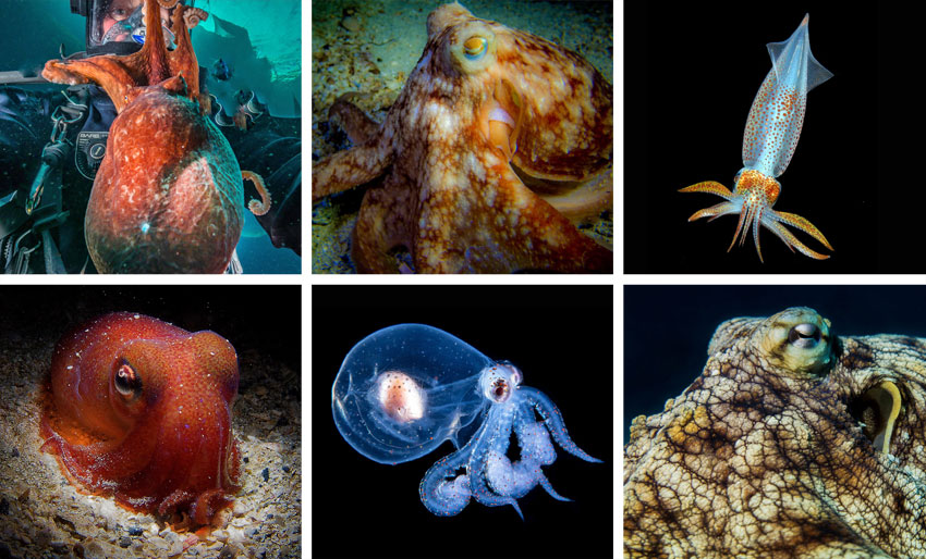 Her er månedens fineste blekksprut