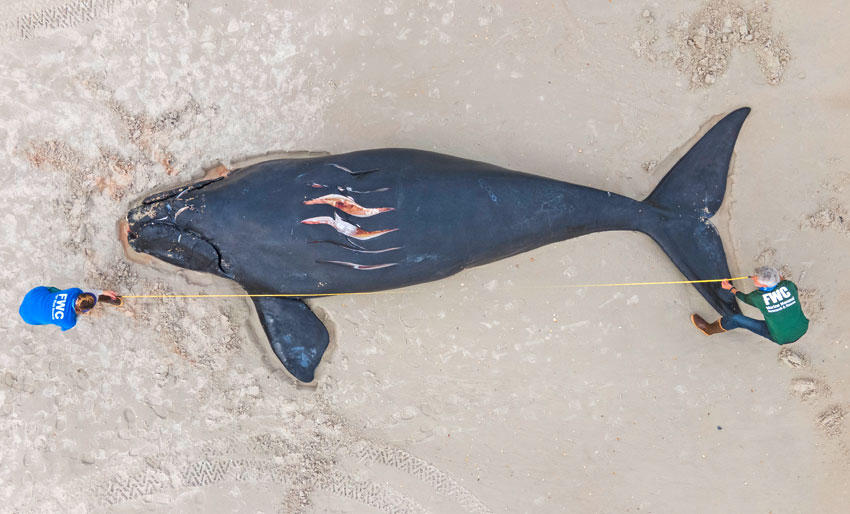 Nordkaperen trues av skipstrafikk