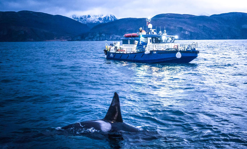Øker kontrollen med hvalsafari
