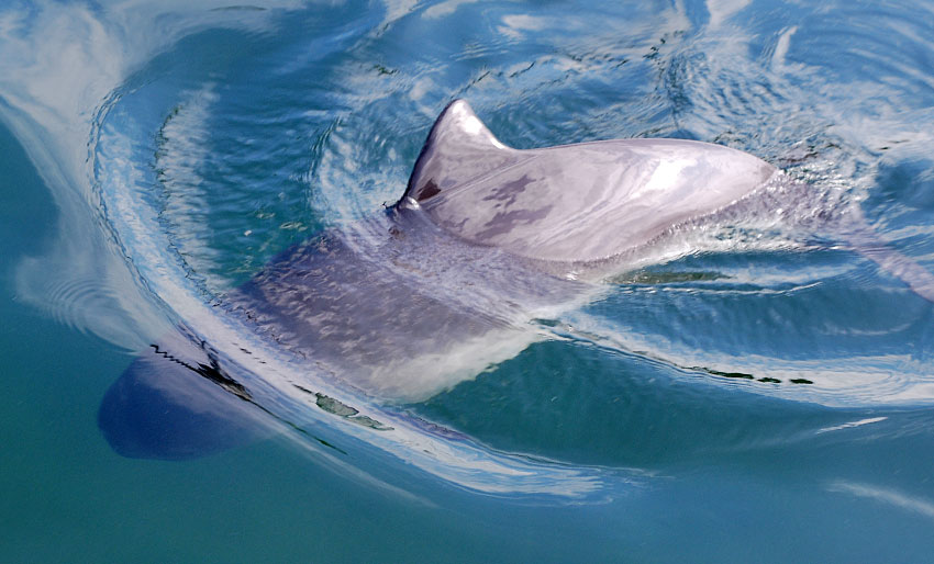Akustiske sendere fortsatt påbudt