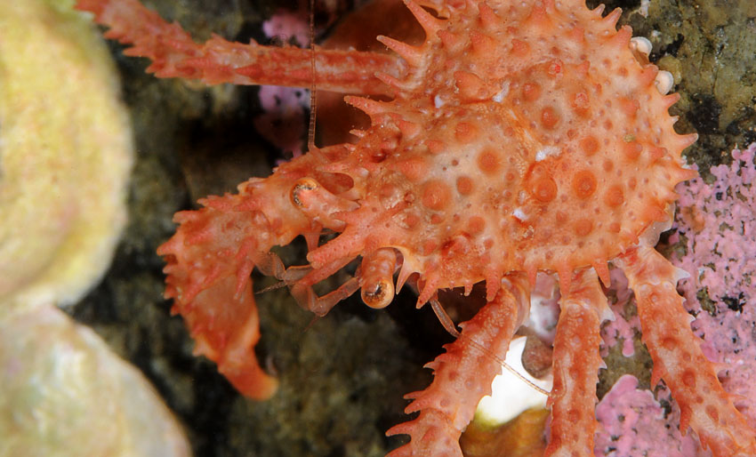 68 millioner kroner til havprosjekter