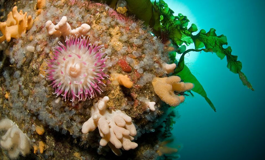 Krever forbud mot trålfiske