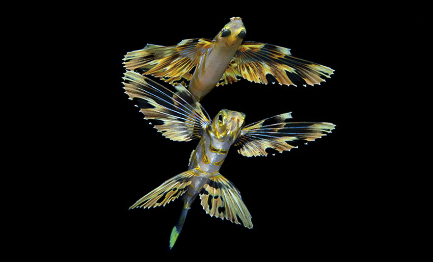 Rå blackwater-bilder i Ocean Art