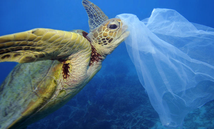 Stopp forsøplingen – redd livet i havet