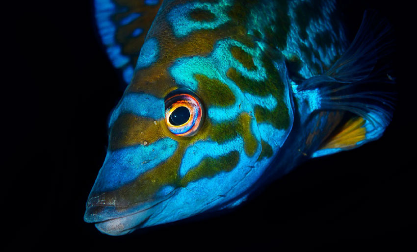 Første runde i NM i UV-foto 2022