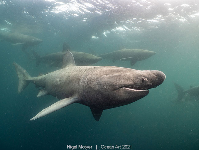 Basking Shark Mating Aggregation