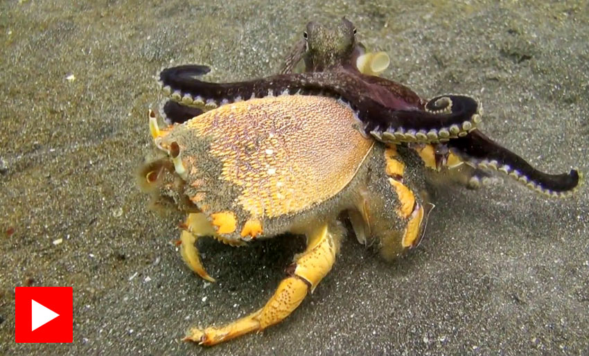 Rått parti: Blekksprut mot krabbe