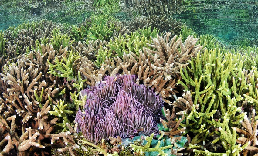 Koraller bruker lyd for å bygge rev