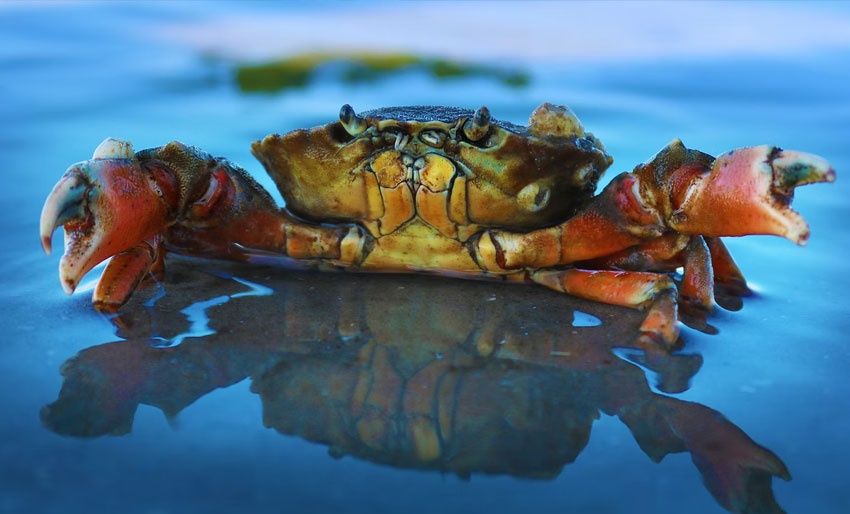 Har du sett strandkrabbe med rogn?