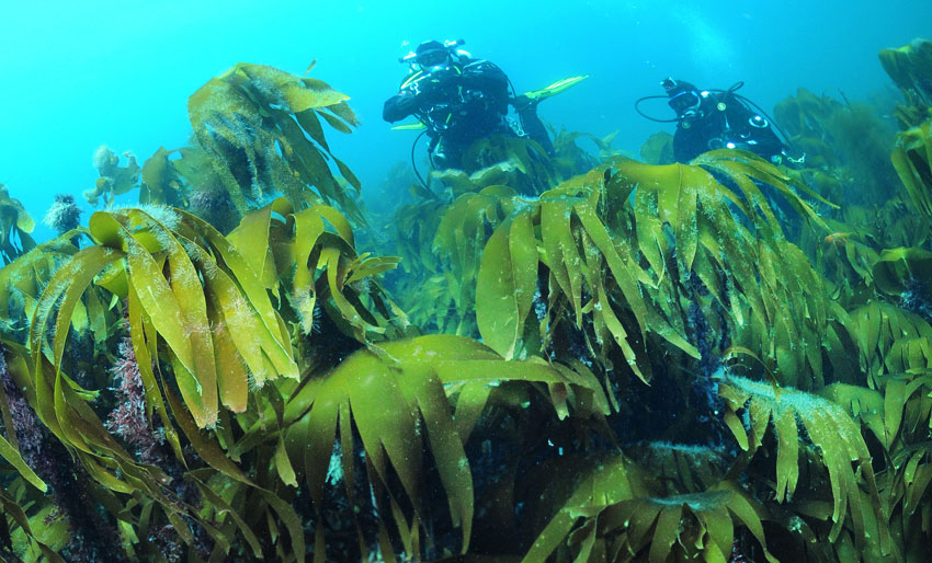 Temakveld om tareskogen
