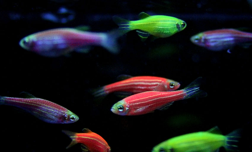 Selvlysende fisk funnet i Brasil