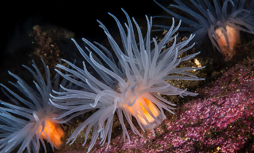 Lær mer om anemoner