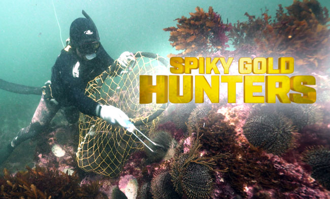 Spiky Gold Hunters