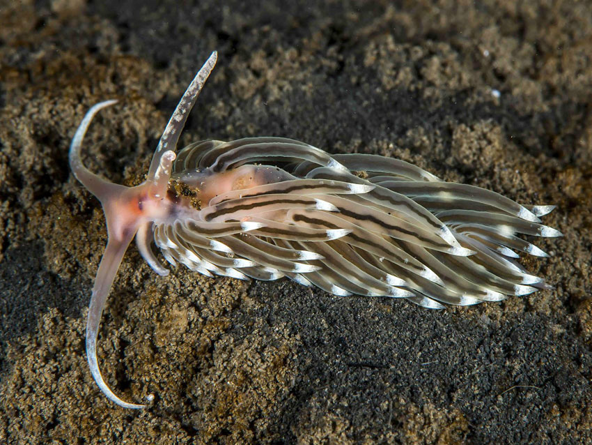 Facelina Dubia