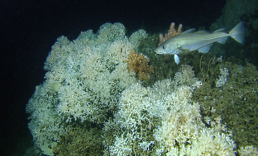 Skal bli utvalgt naturtype