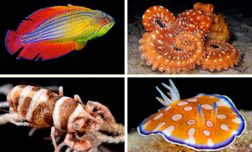 Ny bok: Red Sea Marine Life