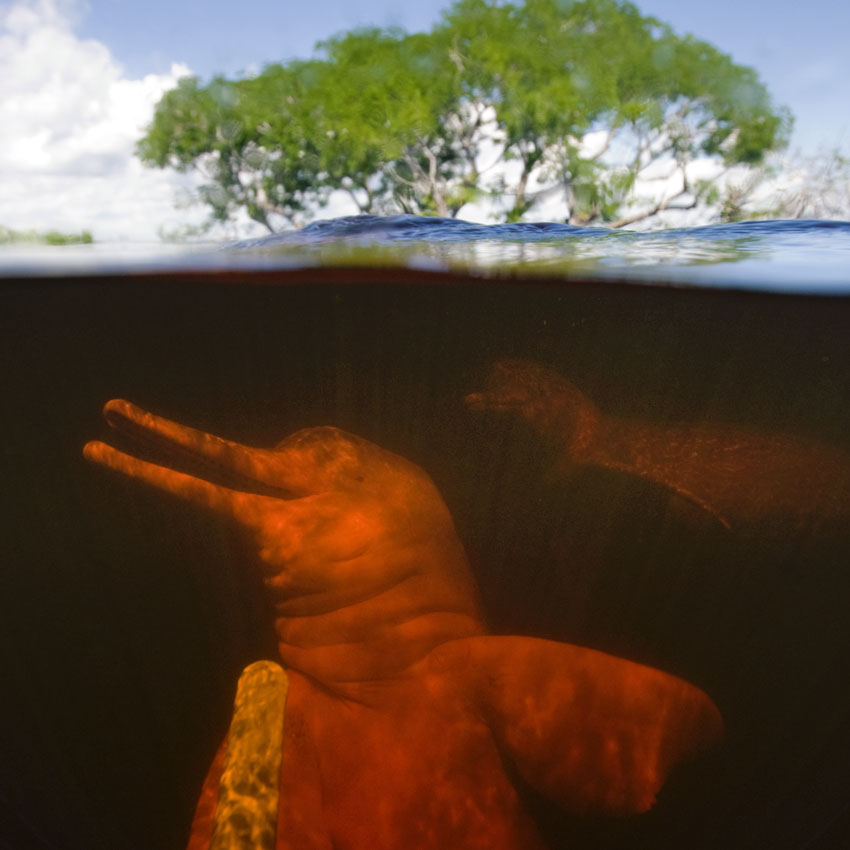 Amazonasdelfin