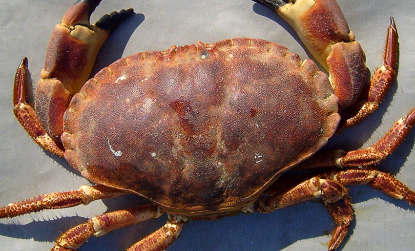 Ikke spis brunmat i Agder