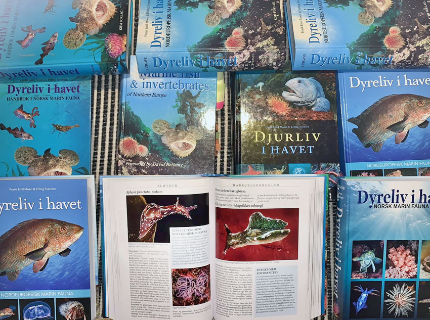Dyreliv i Havet
