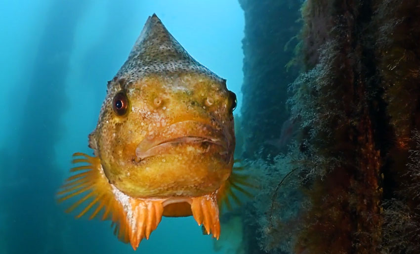 Dette bidraget vant NM i fjor