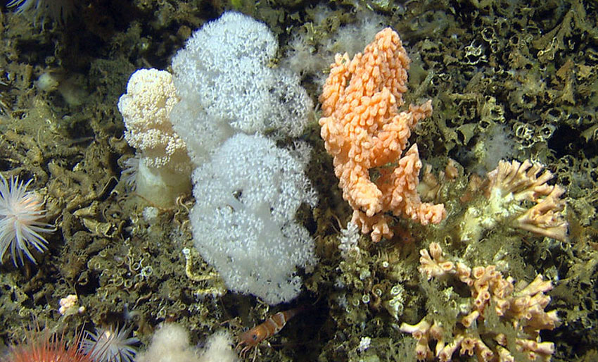 Vil bedre kartlegging av marine arter