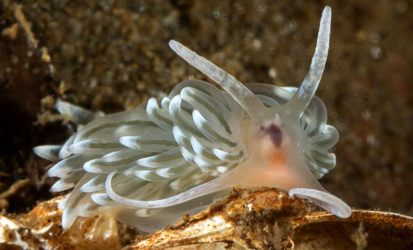 Facelina dubia er funnet