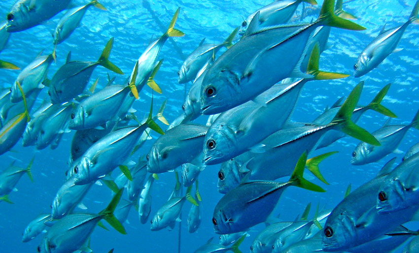 Sammen om krafttak for havet