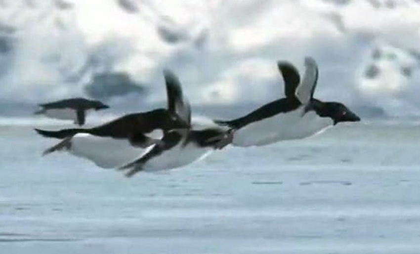 Har oppdaget flygende pingviner