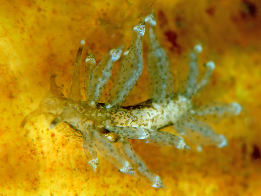 Eubranchus